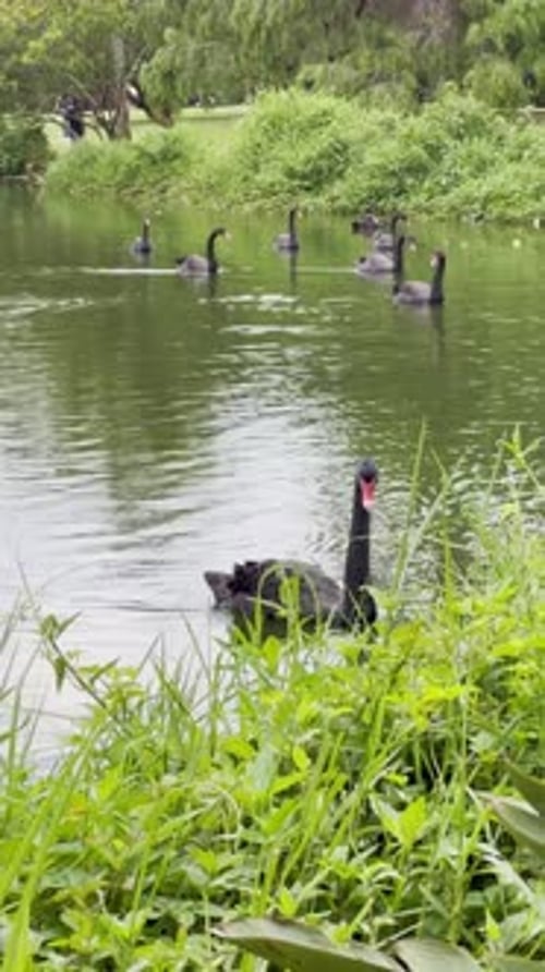 Vertikale Aufnahme mehrerer schwarzer Schwäne oder Gänse in der Lagune auf dem Wasser, umgeben von Vegetation.
EIN