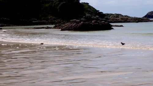 A pair of native Oystercatcher red-bill birds walking, wading and feeding on the beach at stunning M