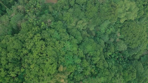 Tropischer Wald