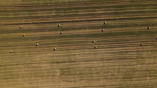 Aerial Top Down View on the Wheat Field with Haystacks Drone is Flying Up Overhead Shot