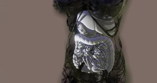 Human Digestive System Anatomy with Visible Internal Structures