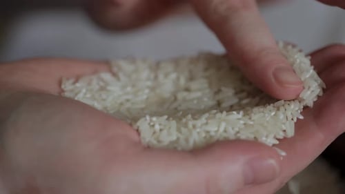 Person Inspecting Rice Grains in Hand