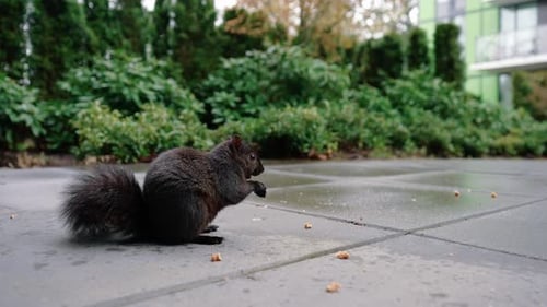 Süßes Eichhörnchen, das Nüsse auf dem Boden im Hinterhof isst