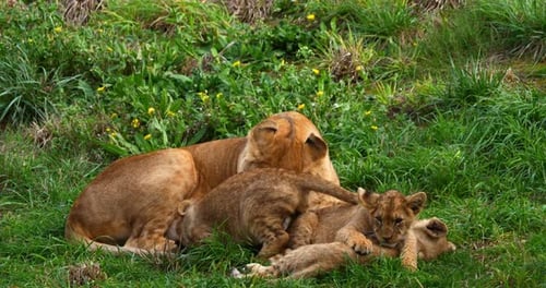 African Lion, panthera leo, Female Licking its Cub, Real Time 4K