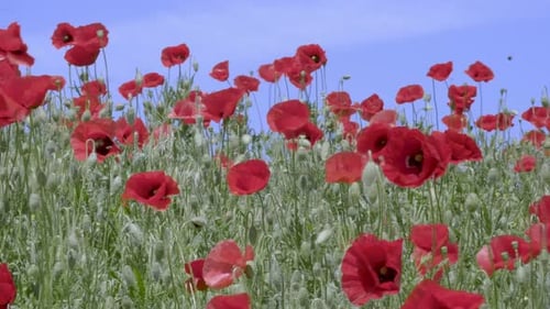 Blooming Red Poppy Flowers in wild nature moving in the wind