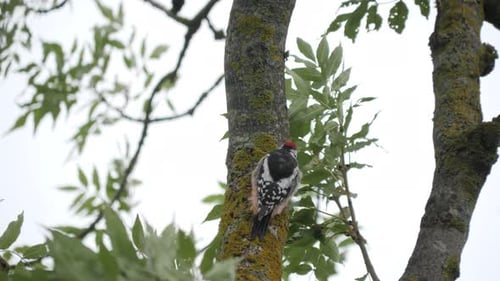 Middle spotted woodpecker peck wood.
