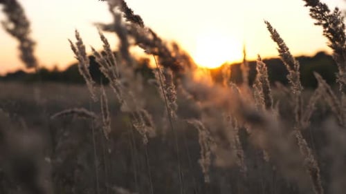 Dolly Shot of High Stalks of Field Herbs Illuminating By Evening Sun