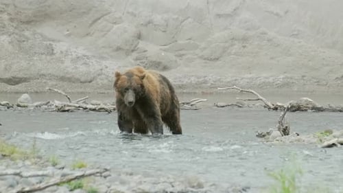 Brown Bear Crossing River in Wilderness Habitat