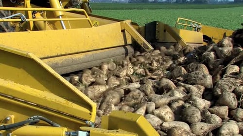 Nahaufnahme der Verladung eines Haufens Zuckerrüben nach der Ernte in der Nähe von Straubing in Bayern, Deutschland.