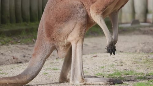 Australisches rotes Känguru, das langsam aufsteht