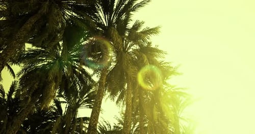 Palm Trees with Sunlight and Lens Flare