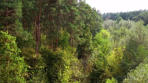 Beautiful forest in summer. The wind waving the tops of trees. Green woodland of tall pine trees