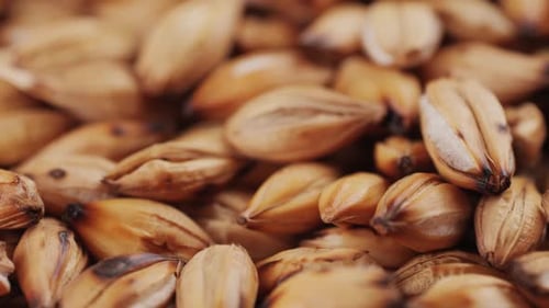 Chá seco de feijão torrado de cevada em pequeno prato sobre fundo de madeira