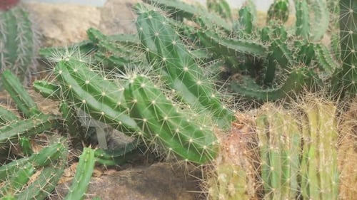 Many Different Cacti in the Botanical Garden Exhibition Cacti