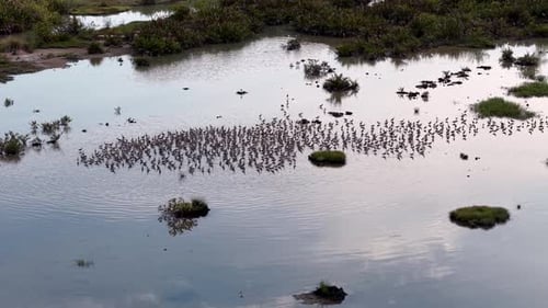 Aerial view of sandpipers flock in tidal marsh