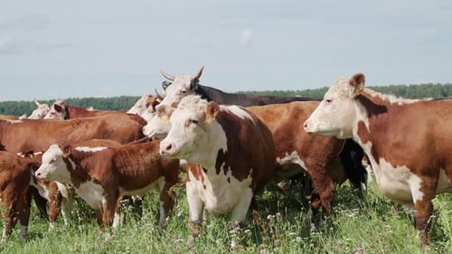 Countryside Farm Brown Cows and Bulls Grazing in a Green Field of Grass Organic