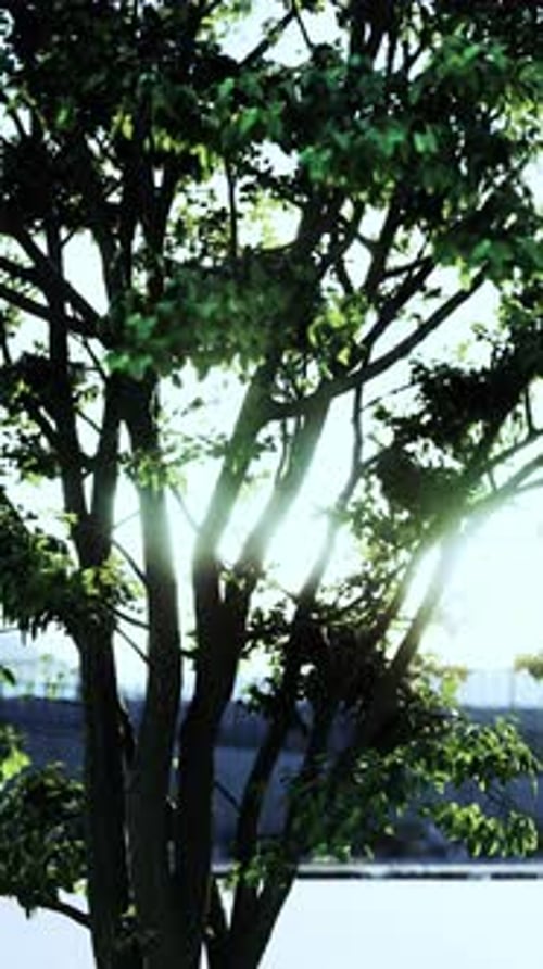 Sunlight Filtering Through Tree Leaves