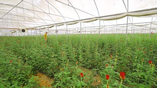 Growing red roses in large production plant.