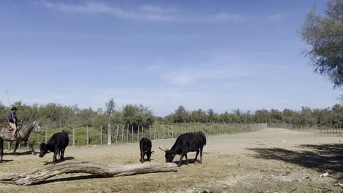 Cowboy on a horse controls herd of black oxen in the French sunshine by a river