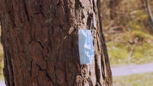 Used Disposed Covid Face Mask Hanging Off Tree Trunk In Park. Zoom Out. Plastic pollution in forest