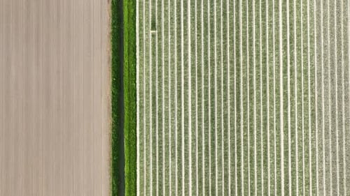 Drone view of a field. Landscape from the air in the Rows on the field. View from above.