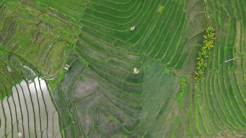 Aerial View of Green Rice Terrace Fields