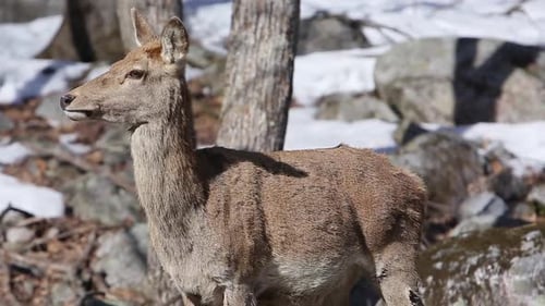 Deer Standing in Winter Forest Clearing
