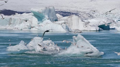 Flock Of Seagulls Flying Under Over Sea And Ice