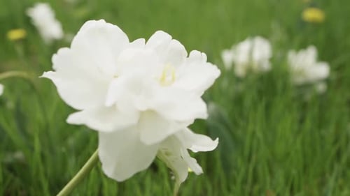 blooming tulips on green grass