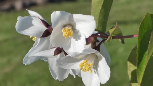 Blooming white Jasmine beautiful fragrant flowers