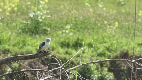 Cerf-volant à ailes noires (Elanus caeruleus) 1