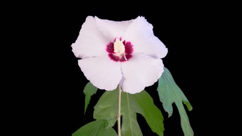 White Hibiscus Flower Blooming Time Lapse on Black Background