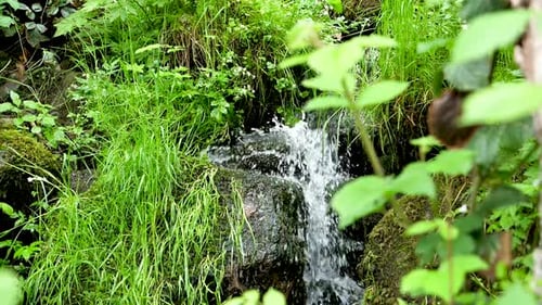 Cold water splashes down a little cascade with rocks full of moss amidst beautiful green plants. Slo
