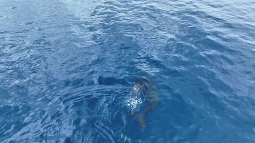 Humpback Whales In Hawaii; Aerial Footage Circling A Cow And Newborn Calf In Blue Glassy Water.