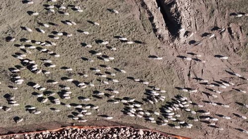 Drohnenschuss aus der Luft, der über eine Schafherde fliegt, die auf der Straße läuft, bewölkter Tag, Tiefflug