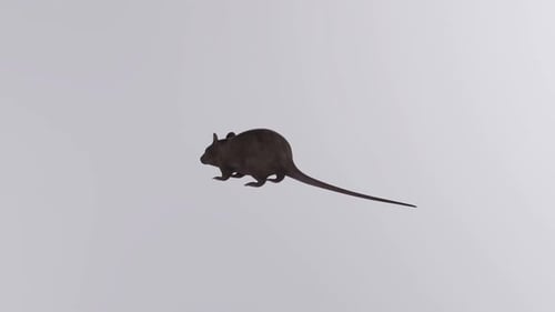 Animated 3D Rat Running Seamless Loop