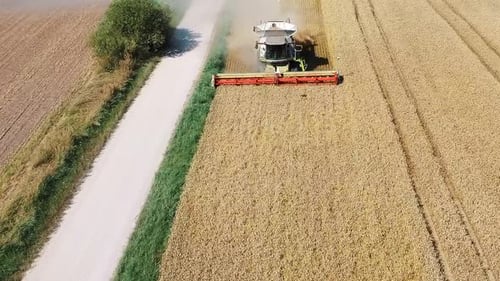Drone Shot Flying Over Combine Harvesters Working on Wheat Field. Food Industry Concept.