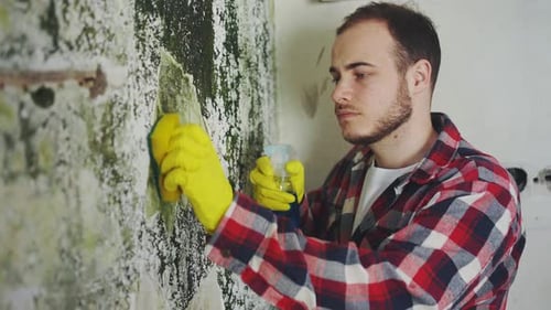 Man Cleans Moldy Wall with Sponge and Spray