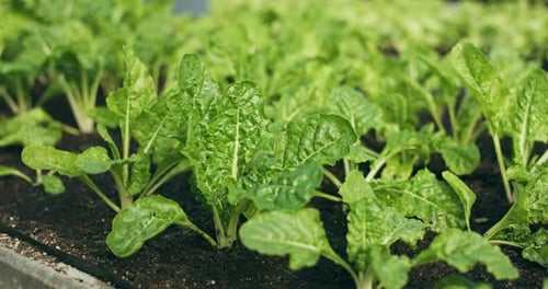 Du vert, des plantes et de la laitue en serre pour l'agriculture, l'agriculture et la production