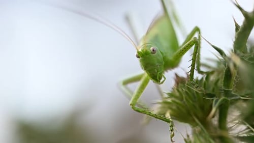 Closeup of Green Grasshopper Climbing Prickly Plant in Its Natural Habitat