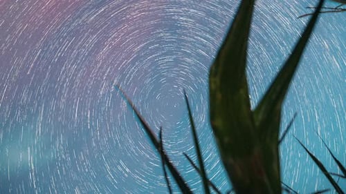 Star Trails Rotating in the Night Sky Behind Plant