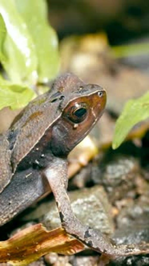 Crapaud brun de la forêt assis sur le sol au Costa Rica Vertical