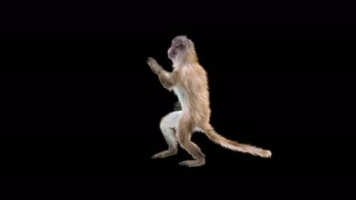 Realistic Furry Monkey Walking Loop Animation