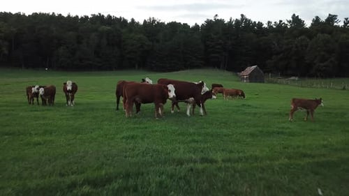 Cow herd in field approach dolly in