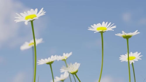 Leuchtende Kamillenblüten schwanken in Zeitlupe gegen den blauen Himmel