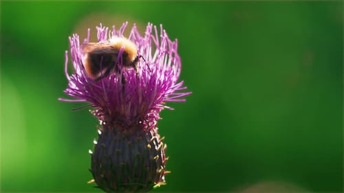 A bumblebee gathers nectar and pollen on the blooming thistle flower. A close-up shot slow-motion sh