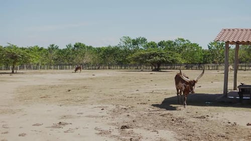 longhorned watusi in african safari walking, ankole watusi brown with white, giant horned watusi in
