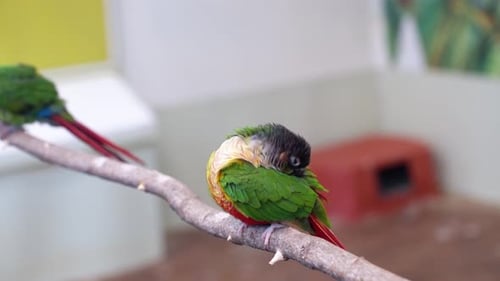 Green-cheeked Conure Preening And Perching On Wood At Rabbit's Forest Zoo Cafe In Pyeongchang-gun,