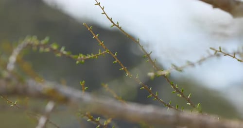 Close up shallow focus of new green buds on a tree branch in springtime
