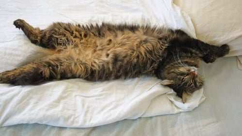 Porträt eines lustigen grauen Kätzchens, das auf weißem Textil liegt, schläfriges Lieblings-Pet Copy Space, junge Katze, die posiert
